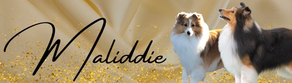 Maliddie Shetland Sheepdogs